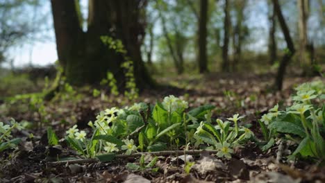 Blumen-Und-Pflanzen-Auf-Waldboden,-Kamera-Gleitet-Langsam-Von-Rechts-Nach-Links