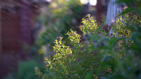 Close-up-shot-of-backlit-plants-getting-watered-by-sprinkler