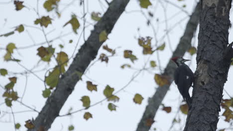 Woodpecker-pecking-wood,-camera-pan