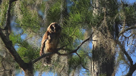 Barred-owl-in-tree,-stares-at-camera