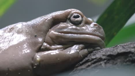 Extreme-Side-View-Of-A-White's-Tree-Frog-Resting-In-Natural-Habitat