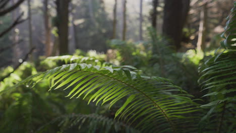 Slow-pan-to-ferns-in-lush-forest