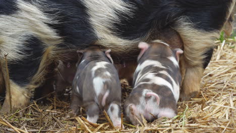 Zwei-Babyschweine,-Die-Von-Mama-Gestillt-Werden