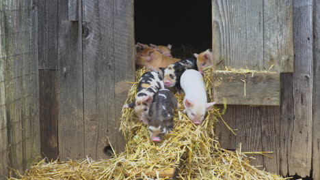 Clumsy-baby-pigs-walking-out-of-barn
