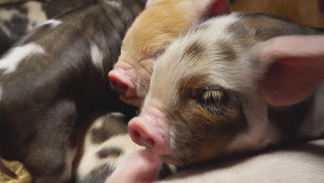 Sleepy-pigs-cuddle-and-rest