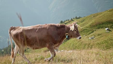 Walking-cow-in-the-alps-of-switzerland-during-summer