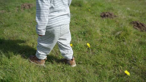 Toddler-boy-walks-on-short-grass-in-field-through-yellow-flowers