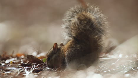 Close-up-shot-of-squirrel-searching-leaf-litter-for-food