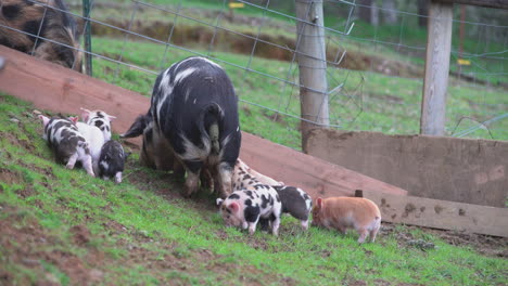 Baby-pigs-with-momma-pig-making-manure
