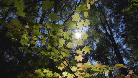 Sun-star-peeking-through-vine-maple-in-fall