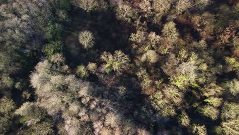 Aerial-view-of-treetops-in-winter-with-no-leaves,-sunny-day