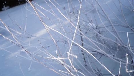 Arbustos-Congelados-Cubiertos-De-Nieve-Tiro-Panorámico