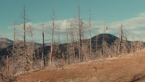 4k-Antenne-Tote-Bäume-Mit-Hügeln-Im-Hintergrund-Dolly-Drohne