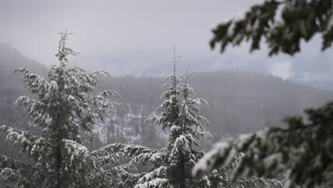 Revelación-De-árboles-Cubiertos-De-Nieve,-Montañas-En-Cascada,-Oregon