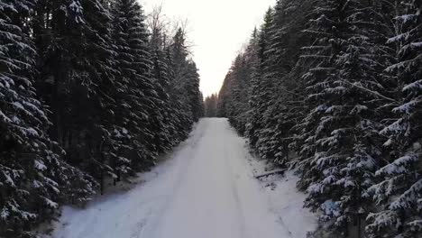 Weihnachten_weihnachtsbaum_der-Wald-Ist-Mit-Schnee-Bedeckt_wunderschöner-Schnee-Tag_droneshot_latvia_cold