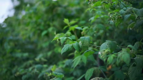 A-wide-shot-of-a-bush-with-green-leaves-swaying