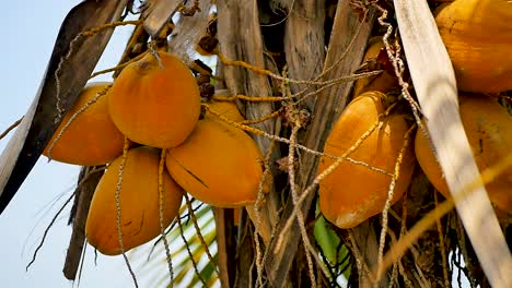 Pumpkins-on-a-tree-in-slow-motion