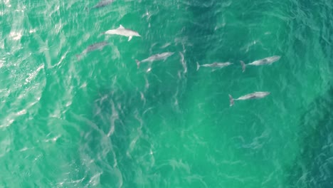 Drone-aerial-shot-of-dolphin-pod-group-swimming-at-Spoon-Bay-marine-mammals-Central-Coast-NSW-Australia-4K