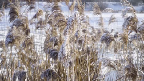 Cane-grass-next-to-the-river-during-winter-frosty-day