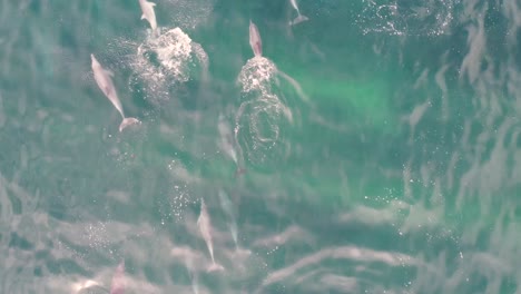 Drone-aerial-shot-of-dolphin-pod-group-swimming-and-splashing-in-Pacific-Ocean-NSW-Central-Coast-Australia-4K
