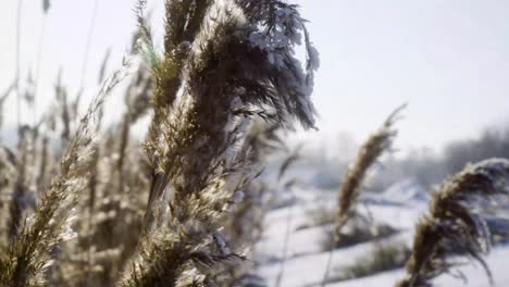 Cane-covered-in-snow-parallax-shot-closeup