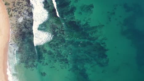 Drohnen-Luftaufnahmeansicht-Von-Shelly-Beach-Clear-Reef-Mit-Surfersand-Und-Wellen-Central-Coast-NSW-Australia-4k