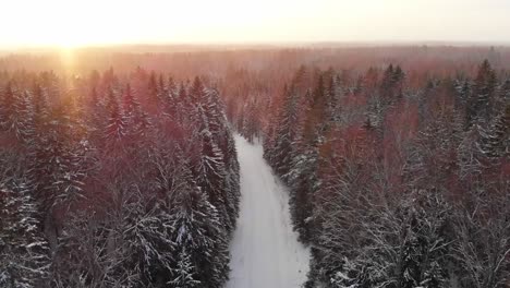 Verschneiter-Wald-_-Snow_tree_winter_coldwinter_beautifulwinter_droneshots