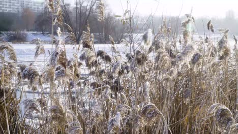 Cane-grass-next-to-the-river-in-the-city-during-winter-frosty-day