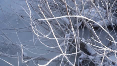Frozen-bushes-covered-in-snow-panning-shot-1