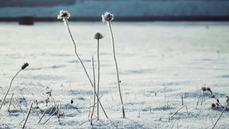 Frozen-ice-covered-plants-in-snowy-plain