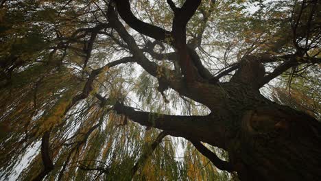 Looking-up-through-the-branches-of-the-weeping-willow-tree
