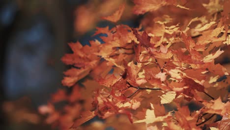 A-close-up-shot-of-the-bright-orange-red-maple-leaves-on-the-blurry-background