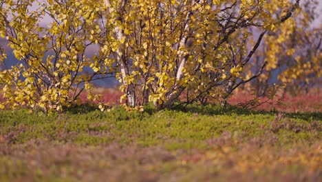 A-ground-view-of-the-curved-birch-trees-with-colorful-yellow-leaves-on-the-sunny-windy-autumn-day