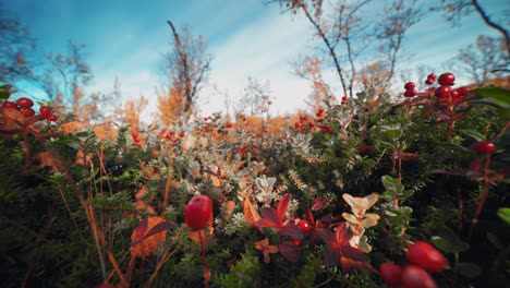 Close-up-ground-level-shot-of-the-bright-autumn-shrubbery-in-the-autumn-tundra