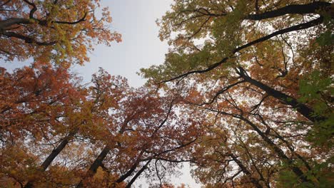 A-walk-in-the-autumn-forest-looking-up-through-the-entangled-treetops