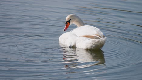 Cisne-Blanco-Acicalándose-En-El-Lago
