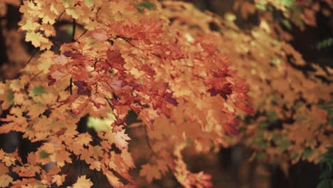 A-close-up-shot-of-the-colorful-orange-maple-leaves-on-the-blurry-background