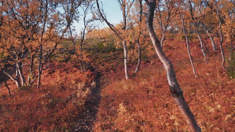 A-narrow-trail-leading-uphill-through-the-colorful-autumn-forest