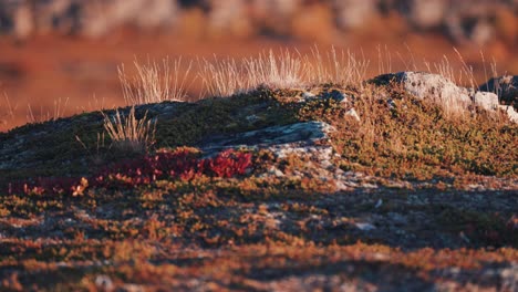 Bodennahe-Weitwinkelaufnahme-Der-Herbstlichen-Tundra