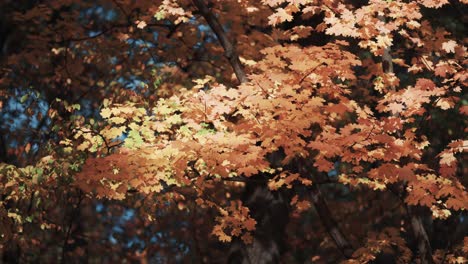 Colorful-maple-leaves-brightened-by-the-sunlight