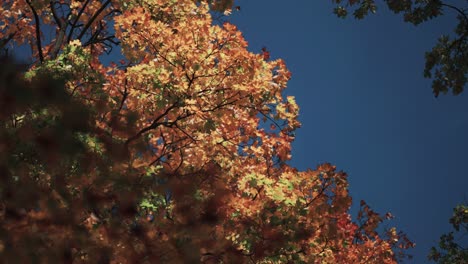 Leuchtend-Bunte-Herbstblätter-Gegen-Den-Blauen-Himmel