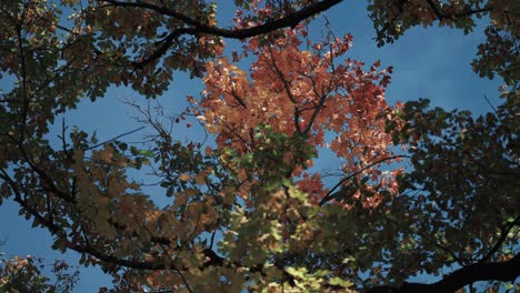 Bunte-Herbstblätter-Gegen-Den-Blauen-Himmel