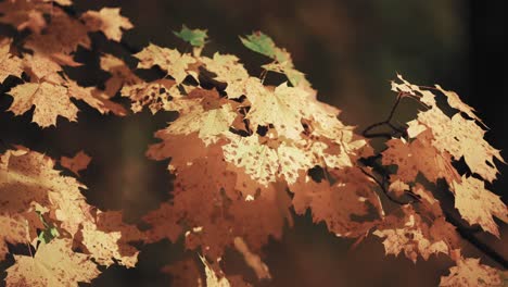 A-close-up-shot-of-the-bright-orange-maple-leaves-on-the-blurry-background