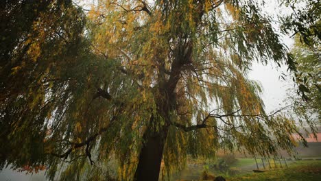 A-weeping-willow-on-the-bank-of-the-small-pond