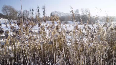 Cane-grass-next-to-the-river-in-the-city-during-winter-frosty-day-1