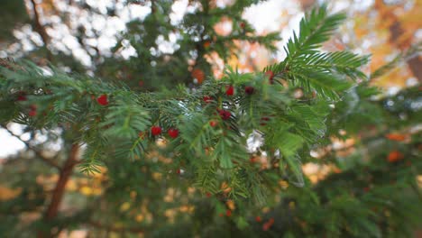 A-close-up-view-of-the-fir-tree-branches-with-bright-red-berries