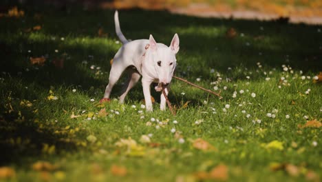 White-miniature-bull-terrier-playing-joyfully-with-a-stick-on-the-green-lawn