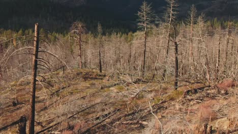4k-aerial-dead-trees-in-burnt-forest