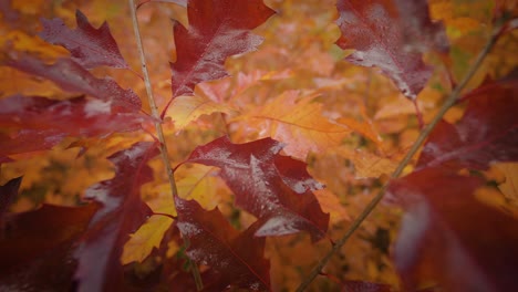Eine-Nahaufnahme-Der-Leuchtend-Bunten-Blätter-Im-Herbst