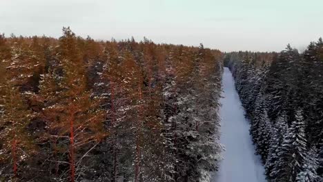 Verschneiter-Wald-Am-Späten-Abend-_-Snow_tree_winter_coldwinter_beautifulwinter_droneshots